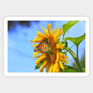 Monarch Butterfly closeup on a yellow Kansas Sunflower. Sticker